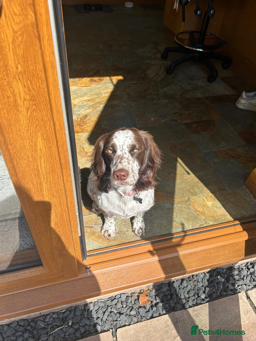 Sprocker dogs for sale: 2.5 year old female sprocker spaniel - Advert 1