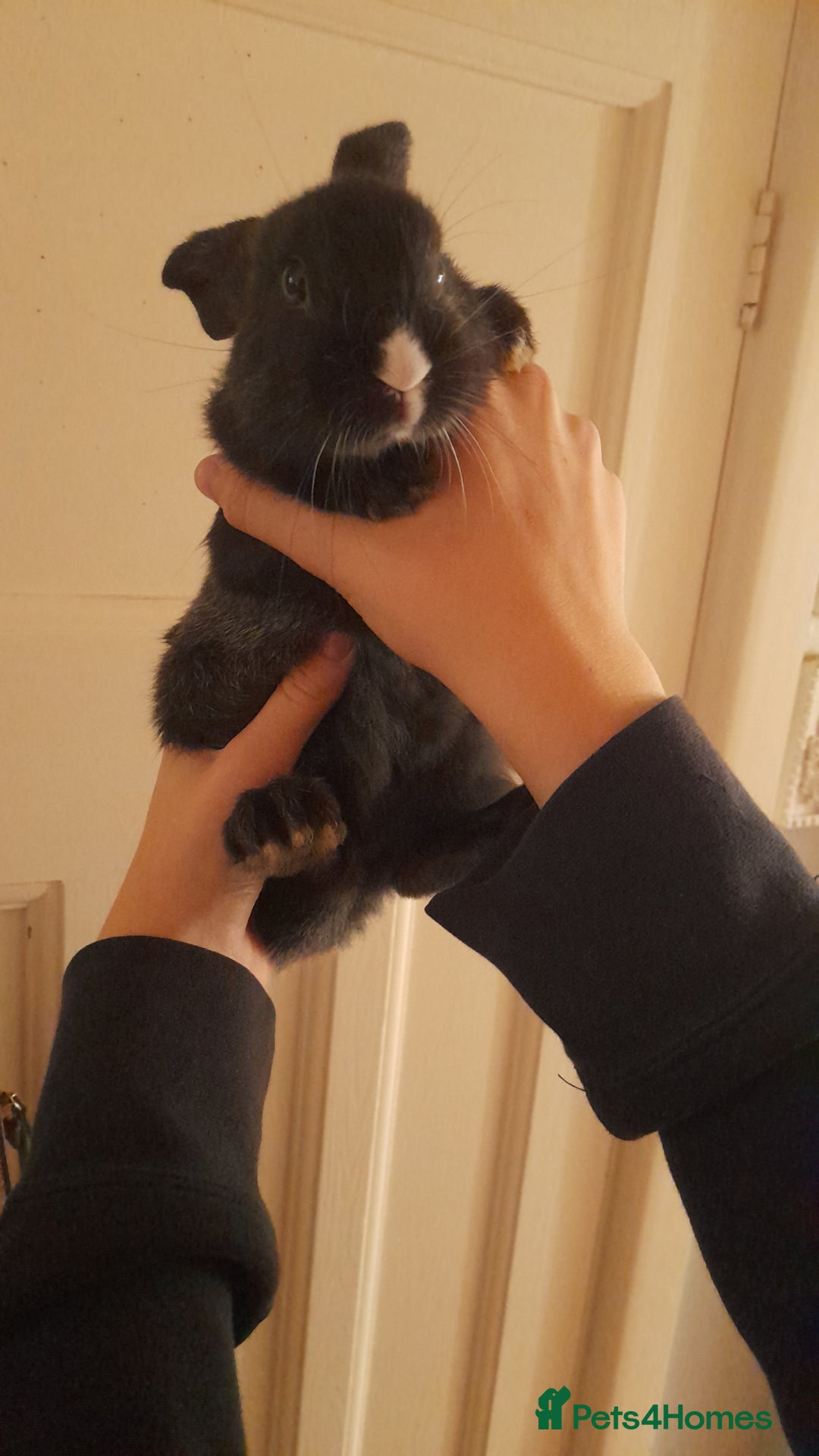 Havana rabbits for sale: 5 little bunnies for sale!! - Image 9