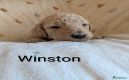 Standard Poodle dogs for sale: Standard poodles - Image 40