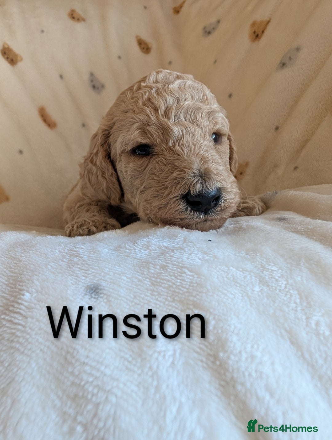 Standard Poodle dogs for sale: Standard poodles - Image 40