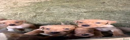 Labrador Retriever dogs for sale: Beautiful Baby Ladradors  - Advert 3