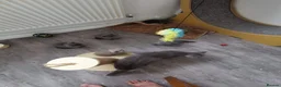 British Shorthair cats for sale: British shorthand kittens  - Advert 6
