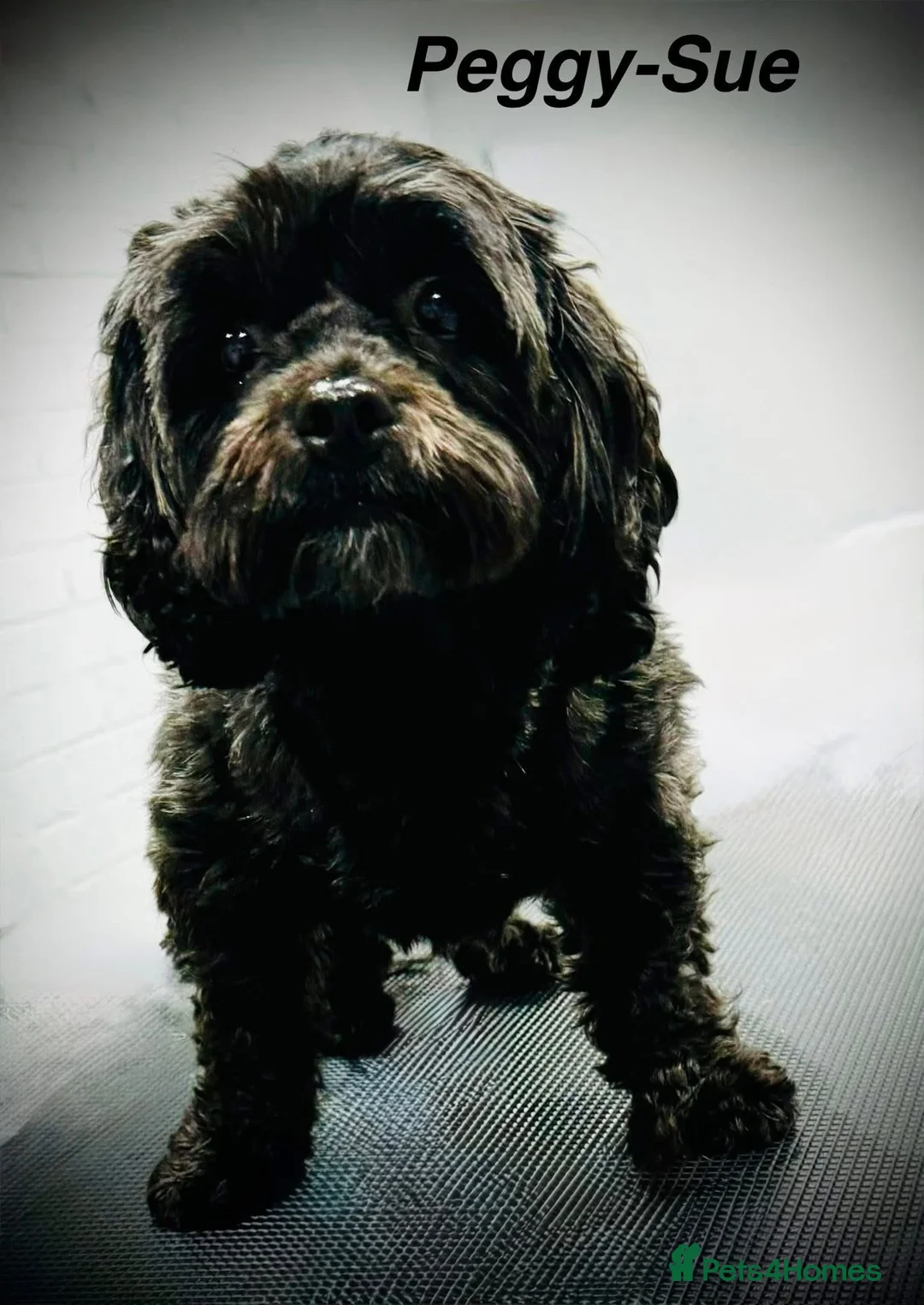 Shihpoo dogs for sale: Gorgeous little shihpoo puppys - Advert 2