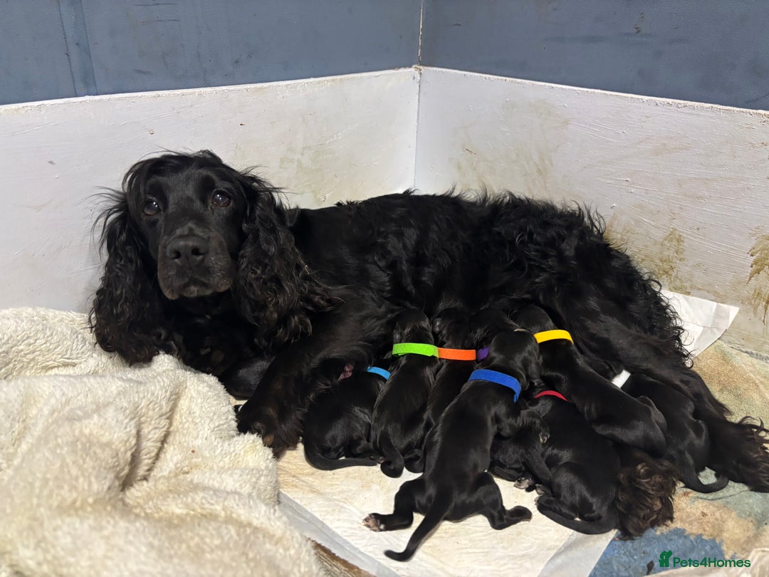 Sprocker dogs for sale: Sprocker Puppies - Image 11