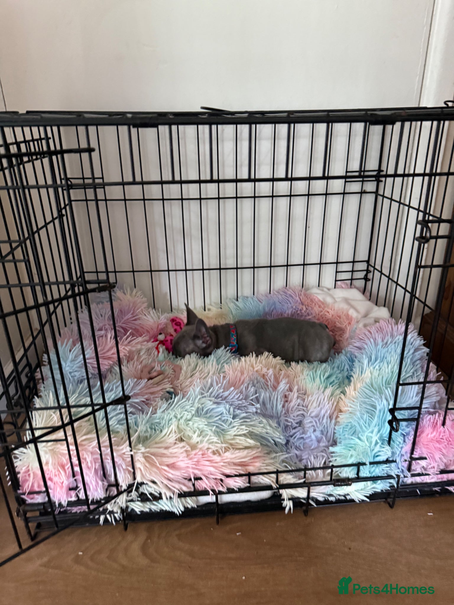 French Bulldog dogs for sale: Beautiful blue female micro French bulldog - Advert 3