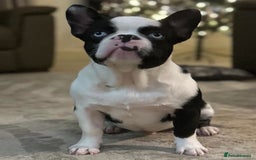French Bulldog dogs for sale: QUALITY FRENCH BULLDOG PUPPIES - Advert 23