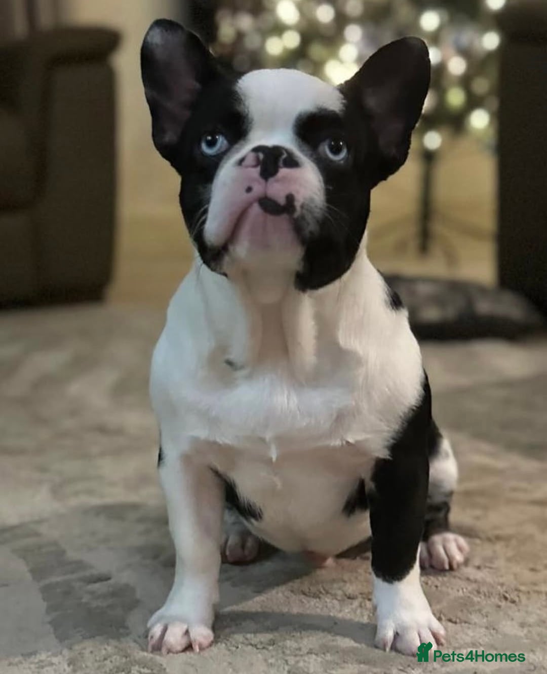 French Bulldog dogs for sale: QUALITY FRENCH BULLDOG PUPPIES - Advert 23