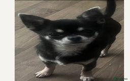 Chihuahua dogs for sale: TINY BLUE AND TAN BOY - Image 1