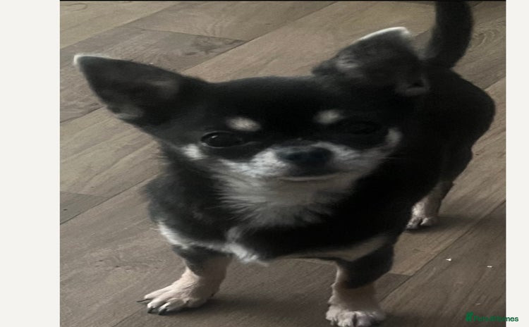 Chihuahua dogs - Advert 1