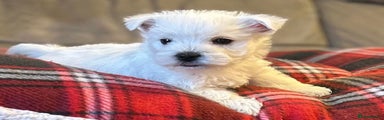 West Highland Terrier Puppy 2