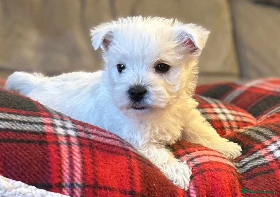 West Highland Terrier dogs for sale: Stunning west highland terrier puppies  - Advert 5