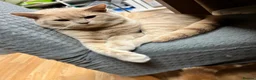 British Shorthair cats for sale: Muffin and pumpkin, both 4 year old house cats - Advert 12