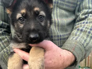German Shepherd dogs LAST BEAUTIFUL GERMAN SHEPHERD MALE BOY - Advert 17