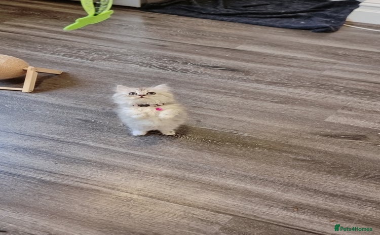 Persian cats - Advert 1