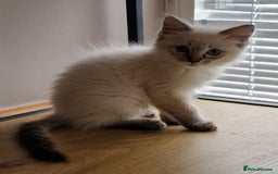 Ragdoll cats for sale: 🌟 Stunning  Pedigree Ragdoll Kittens 🌟 - Image 10