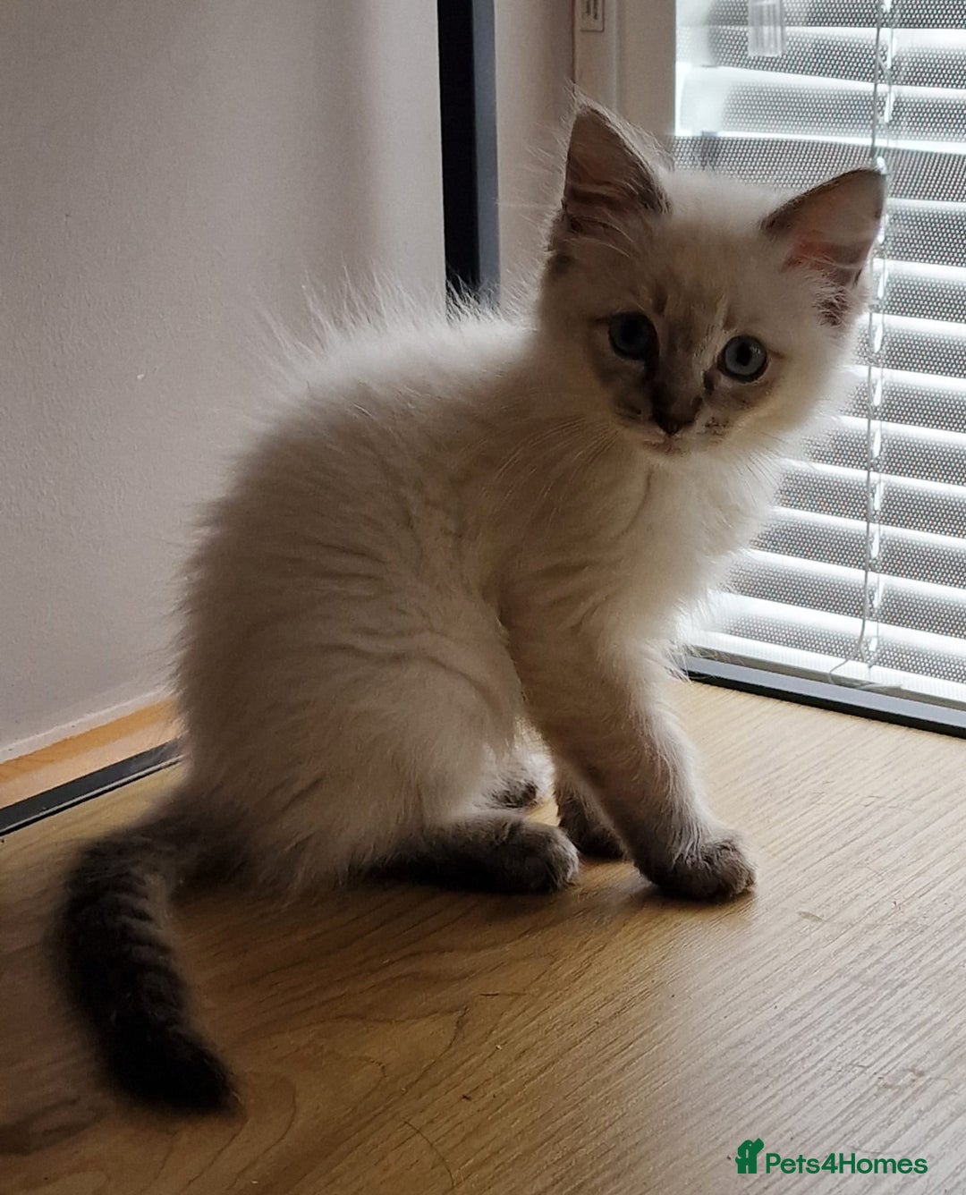 Ragdoll cats for sale: 🌟 Stunning  Pedigree Ragdoll Kittens 🌟 - Image 10