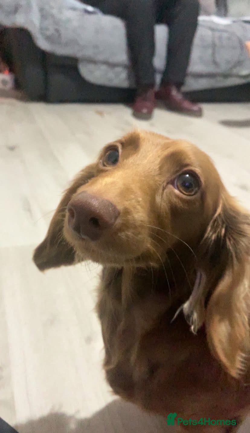 Miniature Dachshund dogs Longhaired Minature Dachshund - Advert 9