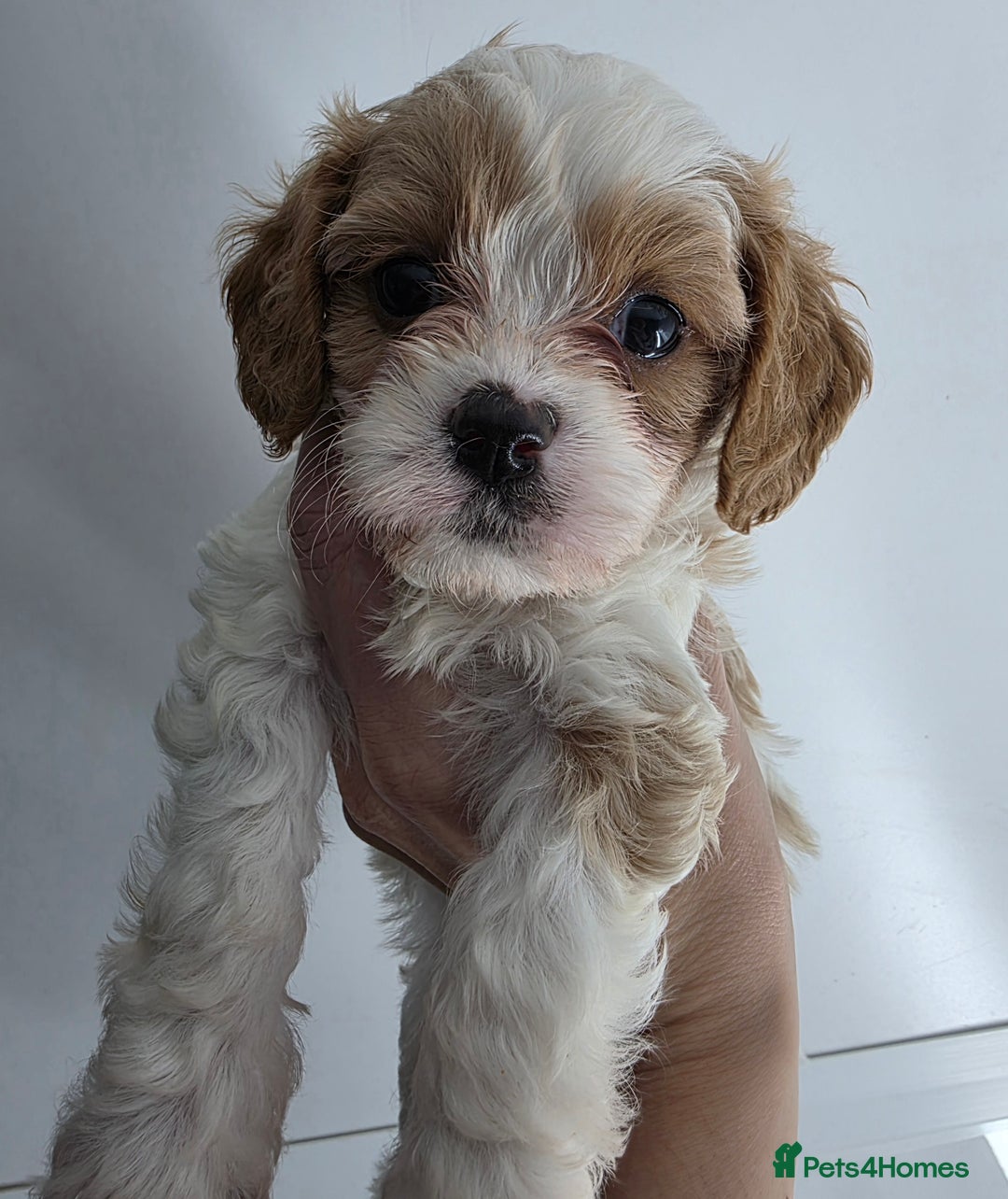Cavapoo dogs for sale: Stunning f1 cavapoos  - Advert 7