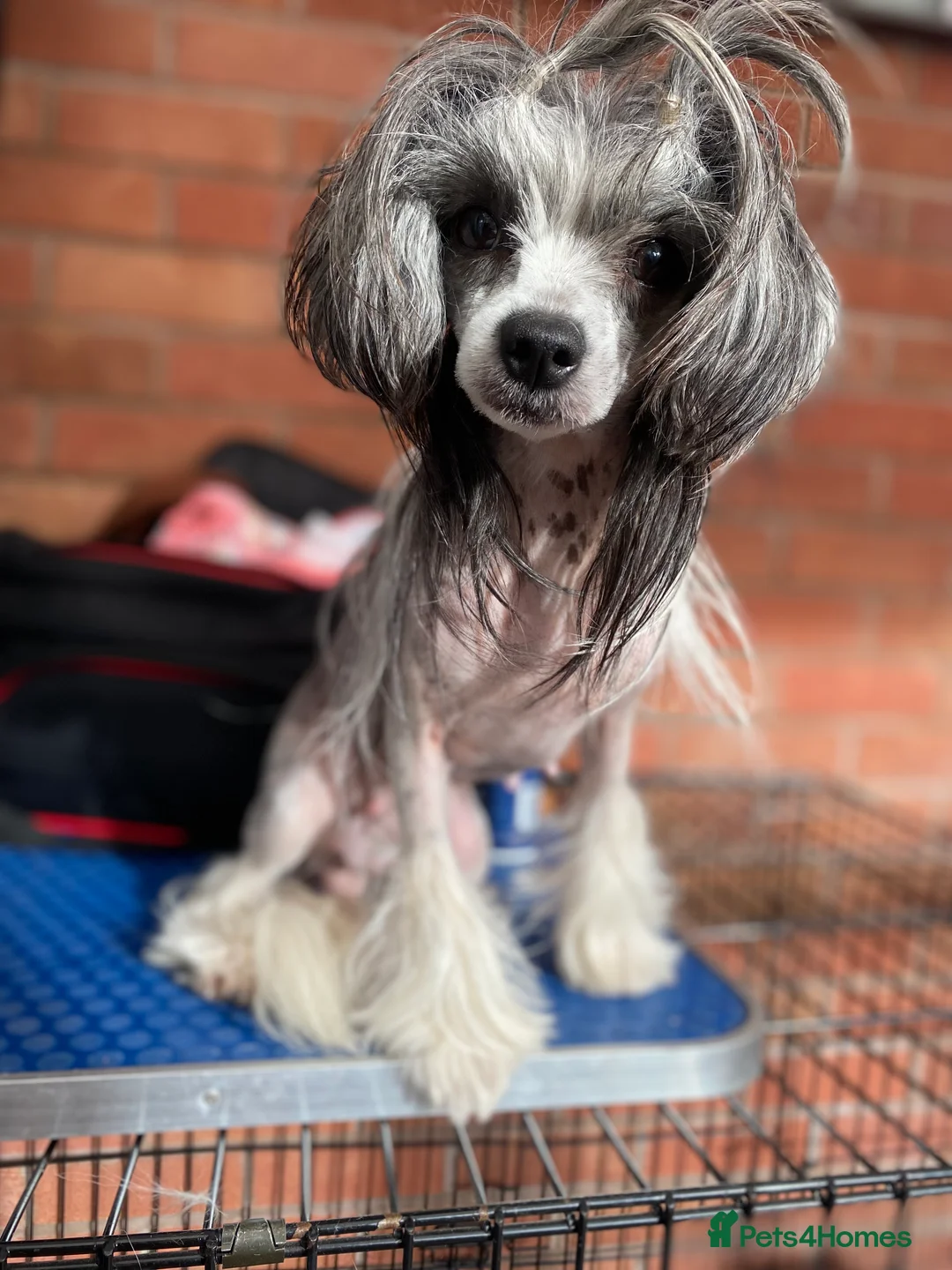 Chinese Crested dogs for sale: 💖Hairless Chinese crested 💖 - Advert 7