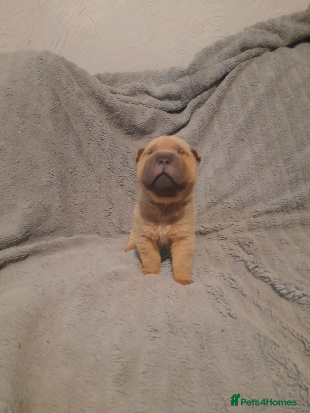 Shar Pei dogs for sale: Beautiful shar-pai pups  - Advert 8