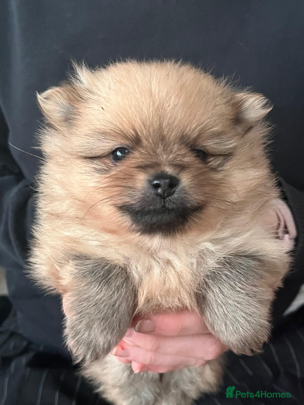 Pomeranian dogs Absolute stunning pups KC registered  - Advert 2