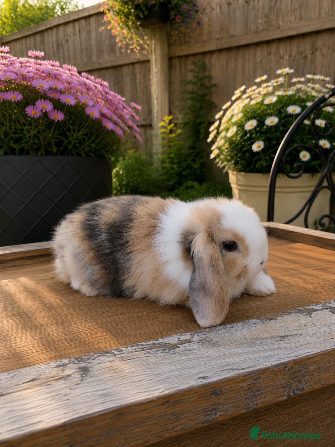 Mini Lop rabbits Minilop bunnies  - Advert 1