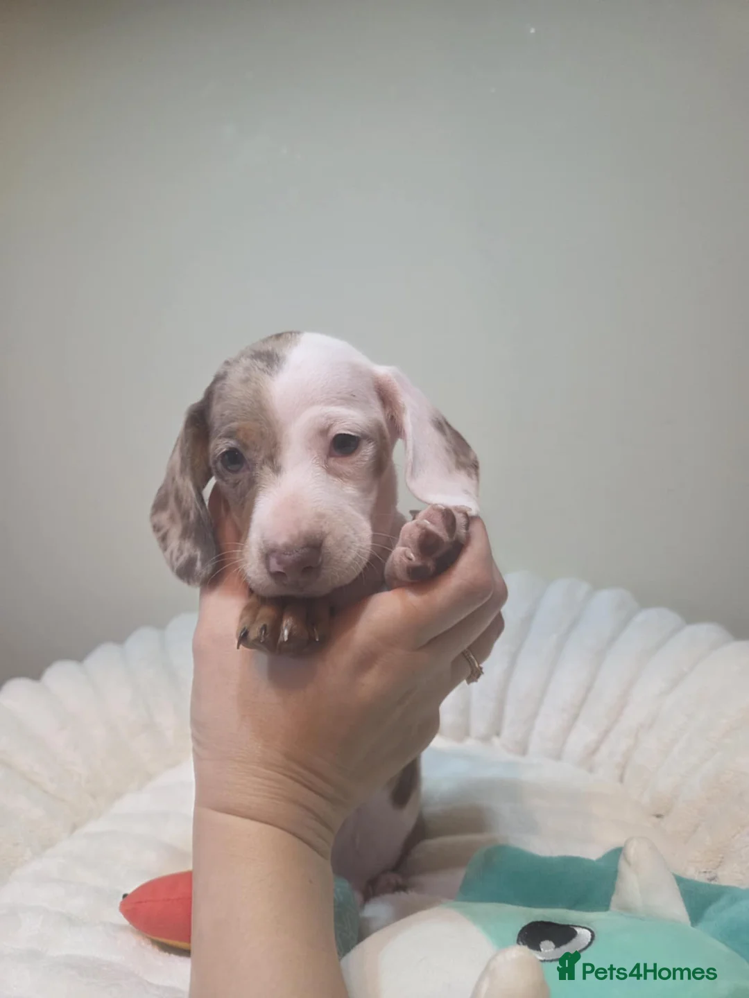 Miniature Dachshund dogs for sale: Miniature dachshund  - Advert 6