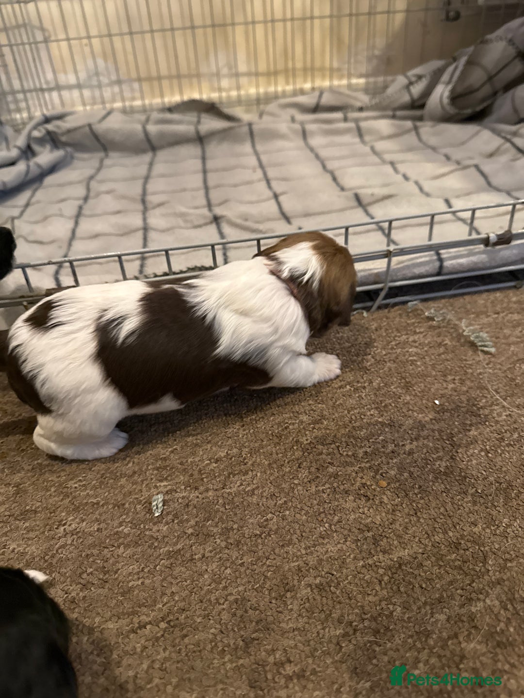 Mixed Breed dogs for sale: 8 Springer mix Puppies - Advert 12