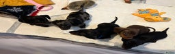 Dachshund dogs for sale: Miniature Dachshund Pups  - Advert 6