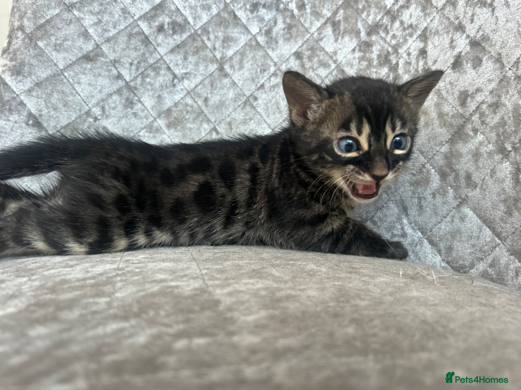 Bengal cats Gorgeous litter of TICA registered bengal kittens  - Advert 17