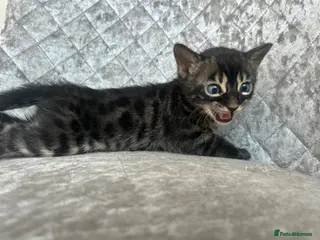 Bengal cats Gorgeous litter of TICA registered bengal kittens - Advert 17