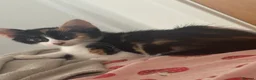 Mixed Breed cats for sale: Beautiful kittens!!  - Advert 11