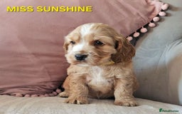 Cocker Spaniel dogs for sale: Stunning! Golden Kc Show Type Cocker Spaniels. - Advert 16