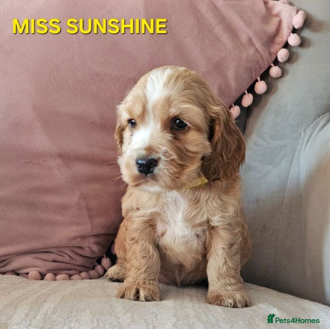 Cocker Spaniel dogs for sale: Stunning! Golden Kc Show Type Cocker Spaniels. - Advert 16