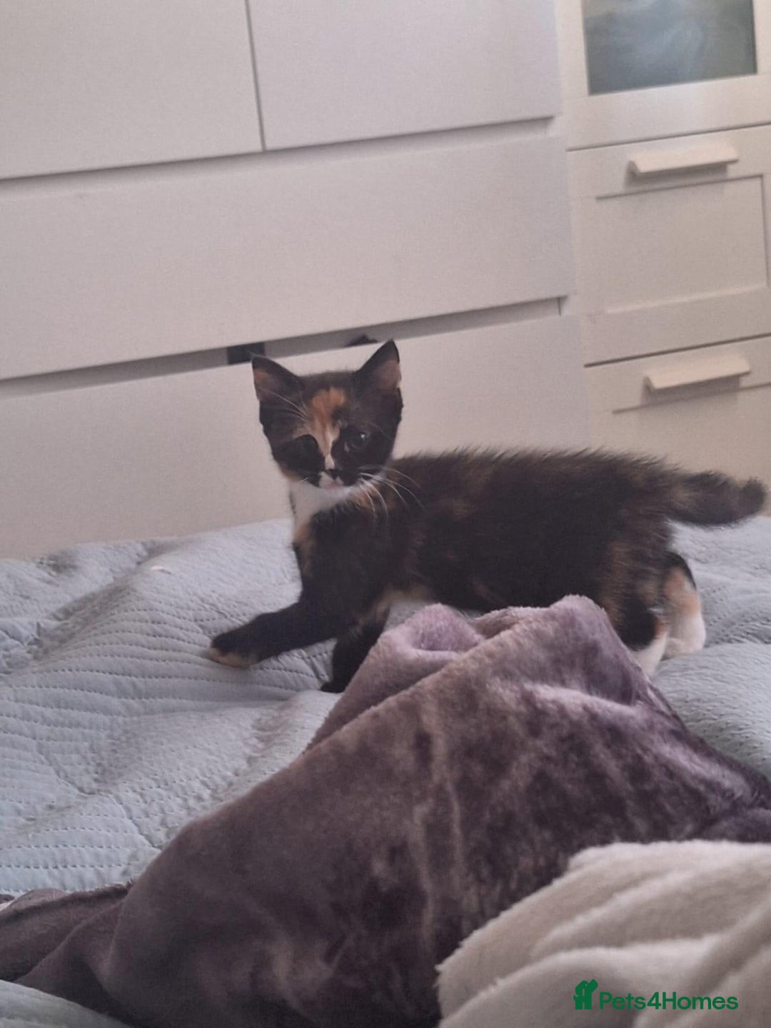 Domestic Shorthair cats for sale: 3 black white and ginger females - Image 2