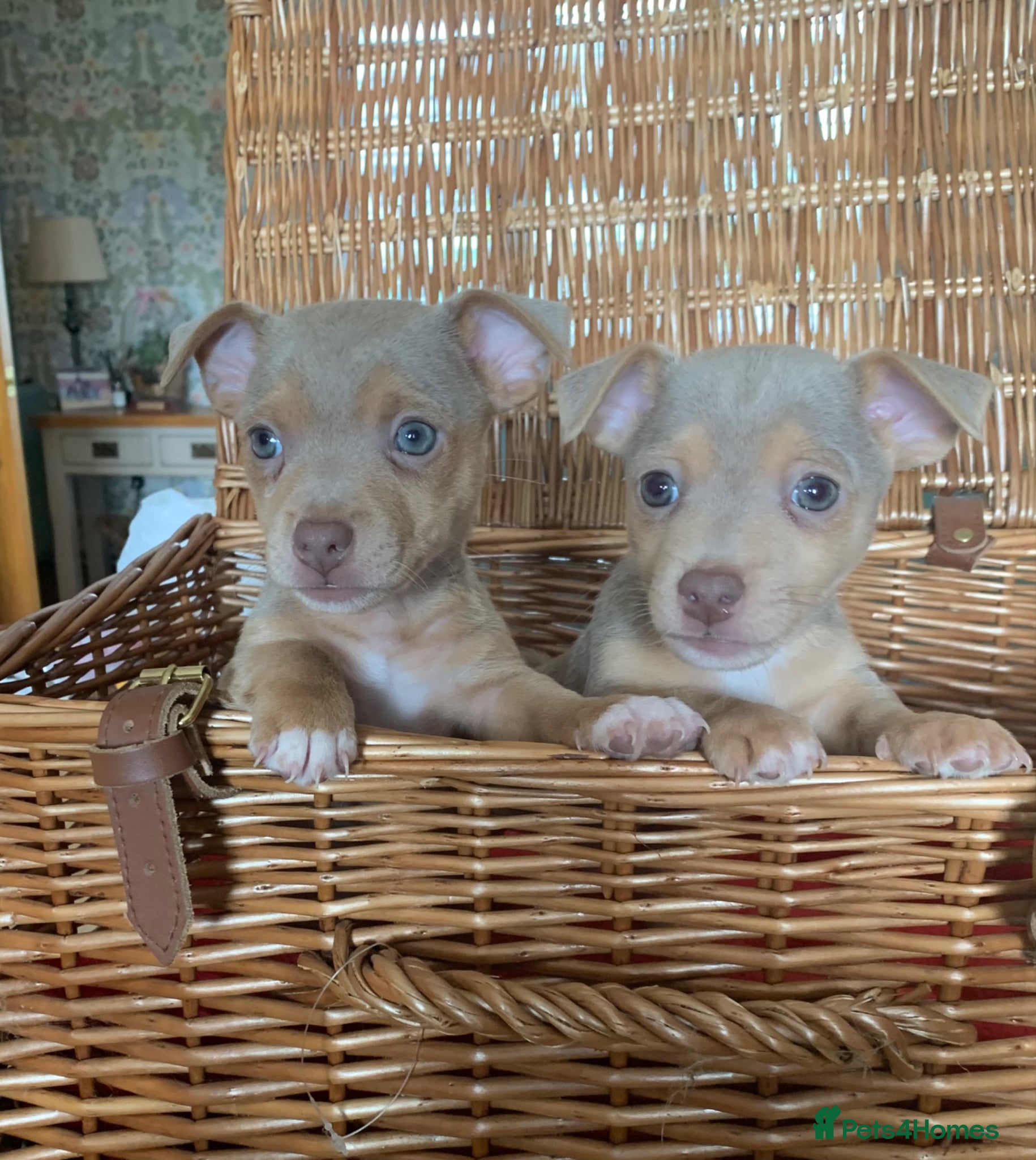 Jack Russell Puppy 2