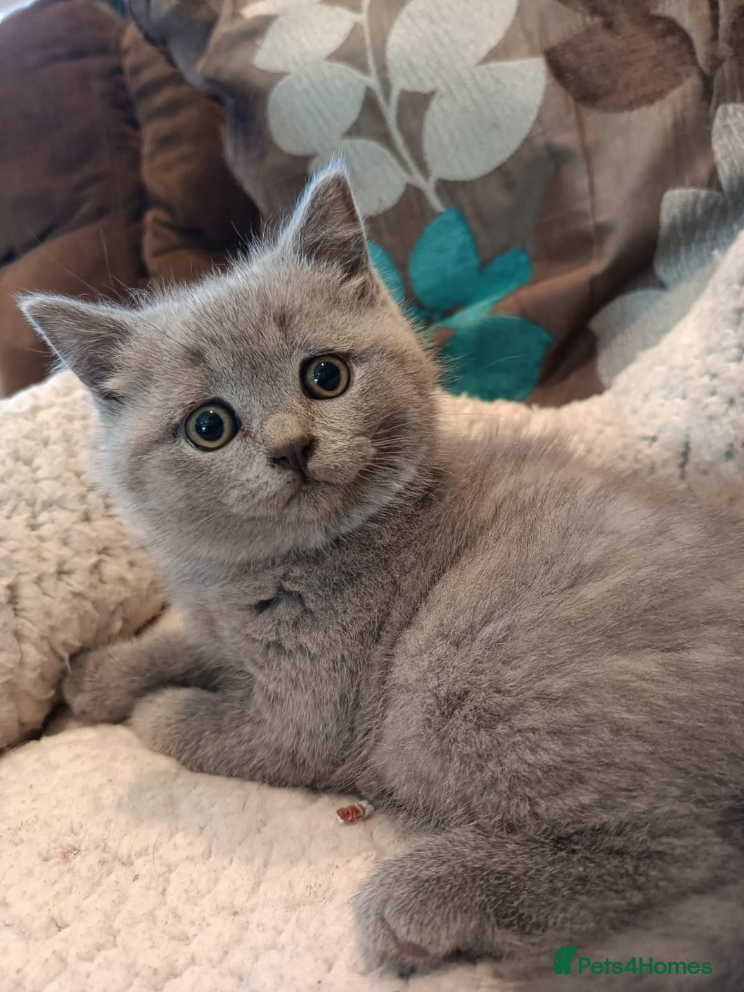 British Shorthair cats for sale: British shorthairs kittens with GCCF pedigree in Taunton - Image 4