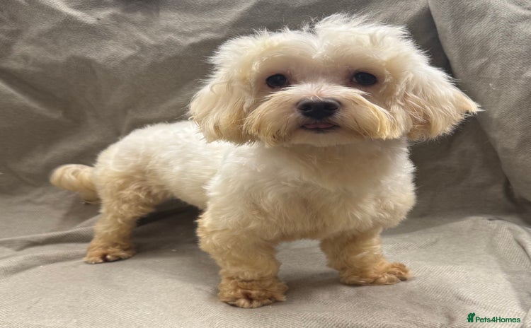 Maltese dogs - Advert 2