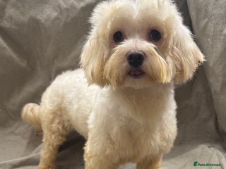 Maltese dogs - Advert 2