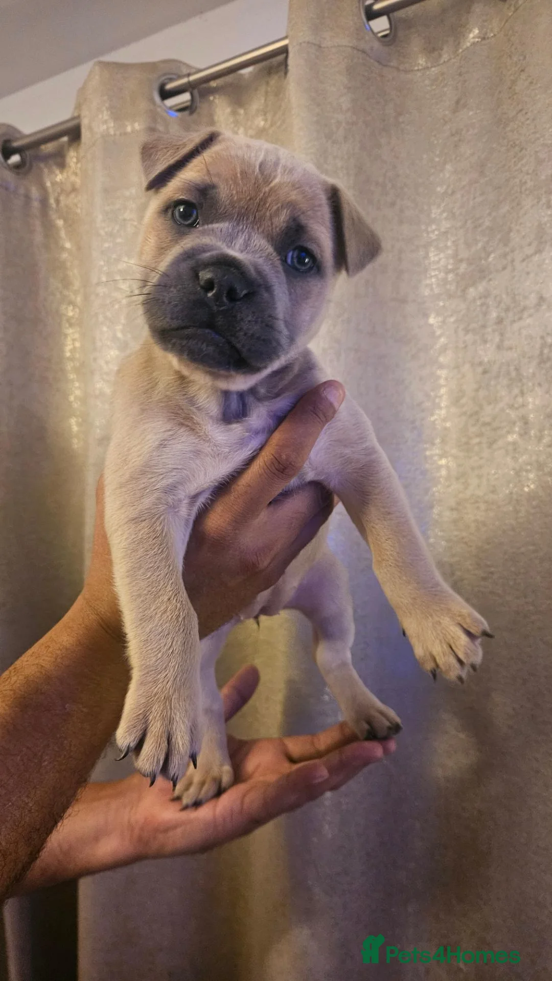 Mixed Breed dogs for sale: 🐾Frenchie-pei puppy's🐾 in Bristol - Advert 2