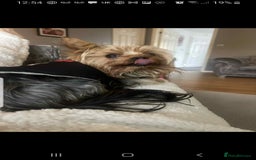Yorkshire Terrier dogs for stud: Long haired mini Yorkshire terrier  - Image 10
