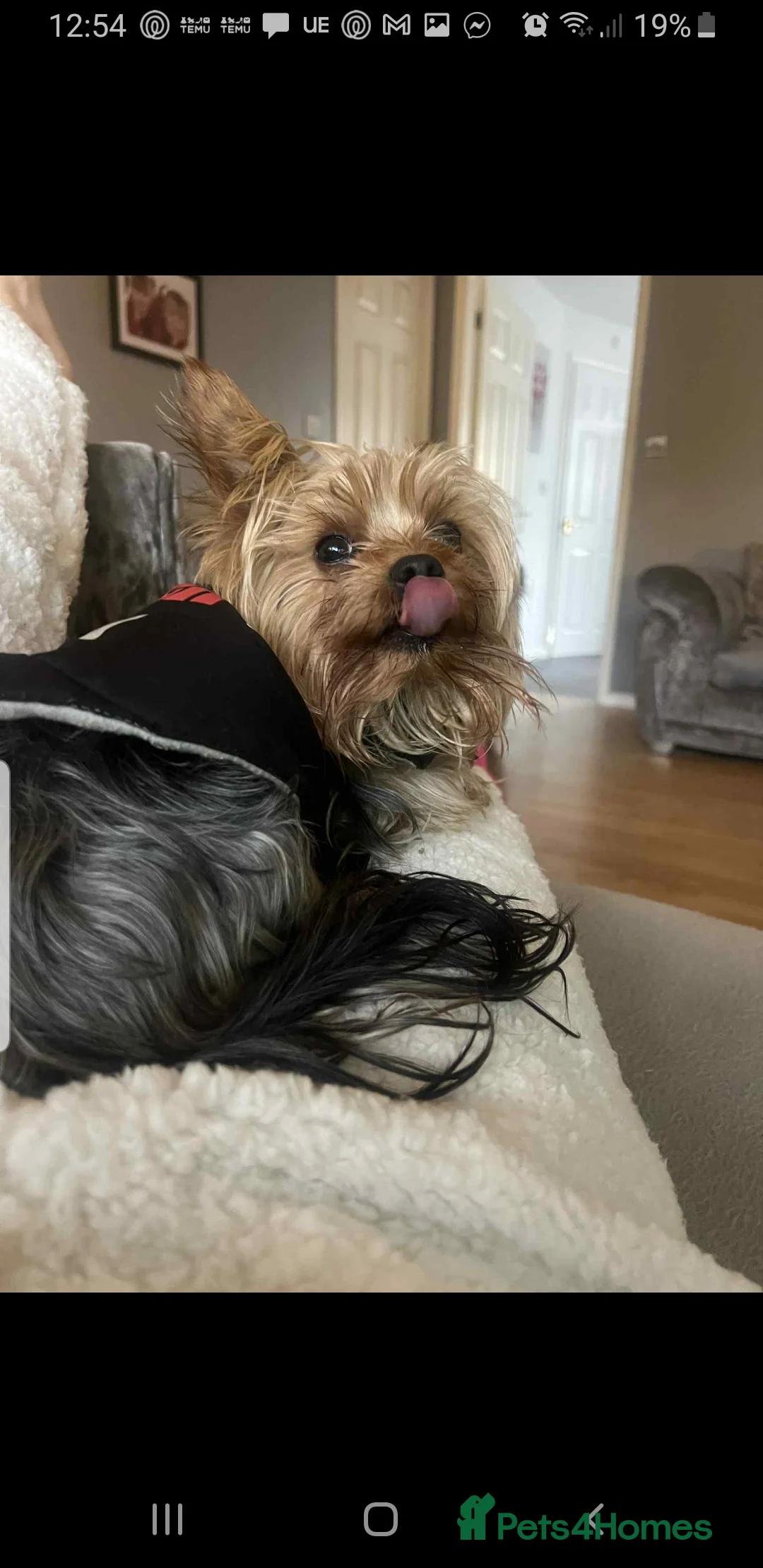 Yorkshire Terrier dogs for stud: Long haired mini Yorkshire terrier stud only  - Advert 10