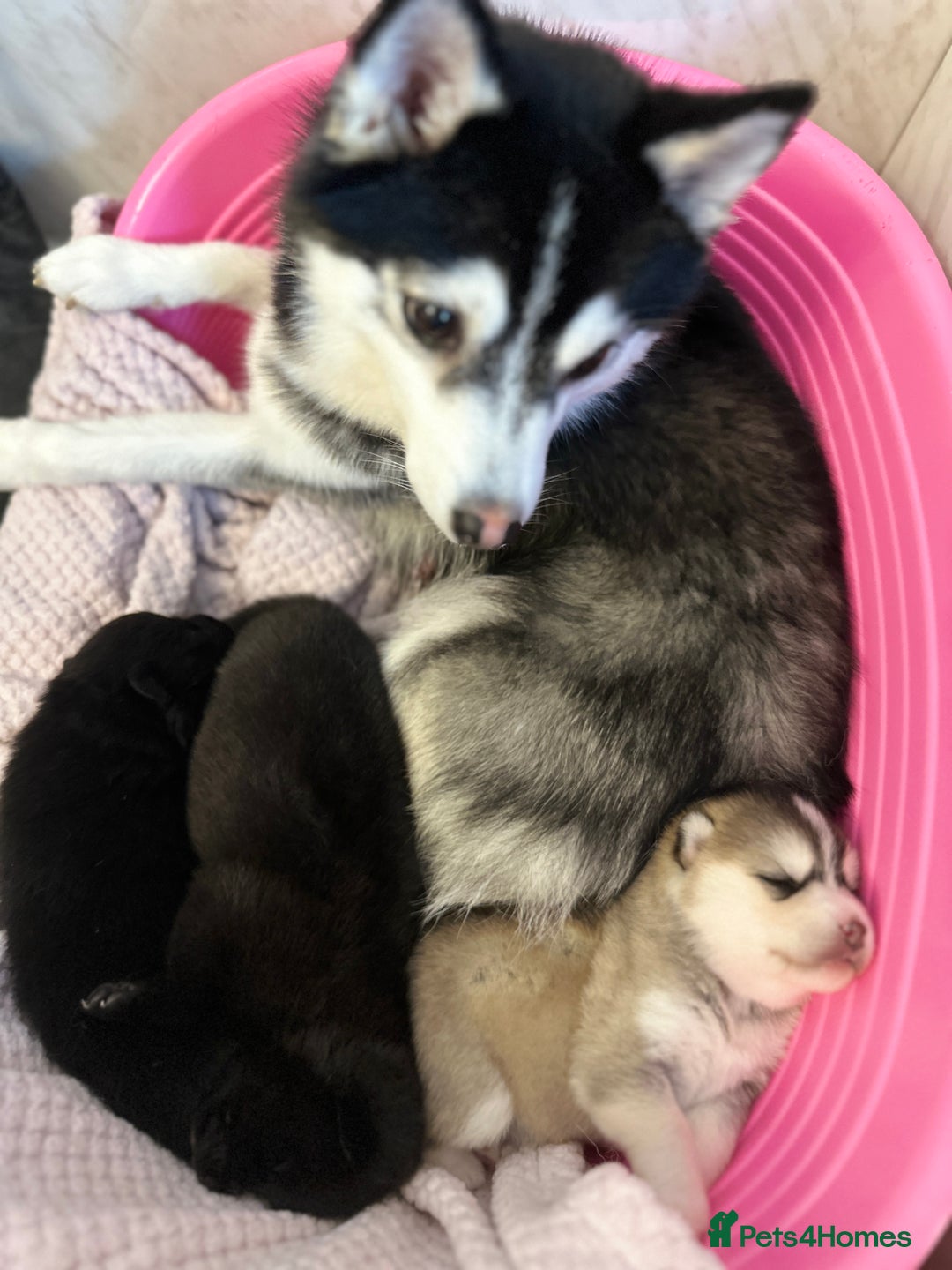 Pomsky dogs for sale: Pomsky Puppies  - Image 12
