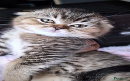 Scottish Fold cats for sale: 💙🩷LAST 2 SCOTTISH KITTENS ✅️TICA reg - Image 17