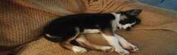 Border Collie dogs for sale: Adorable Border Collies for Sale - Advert 28