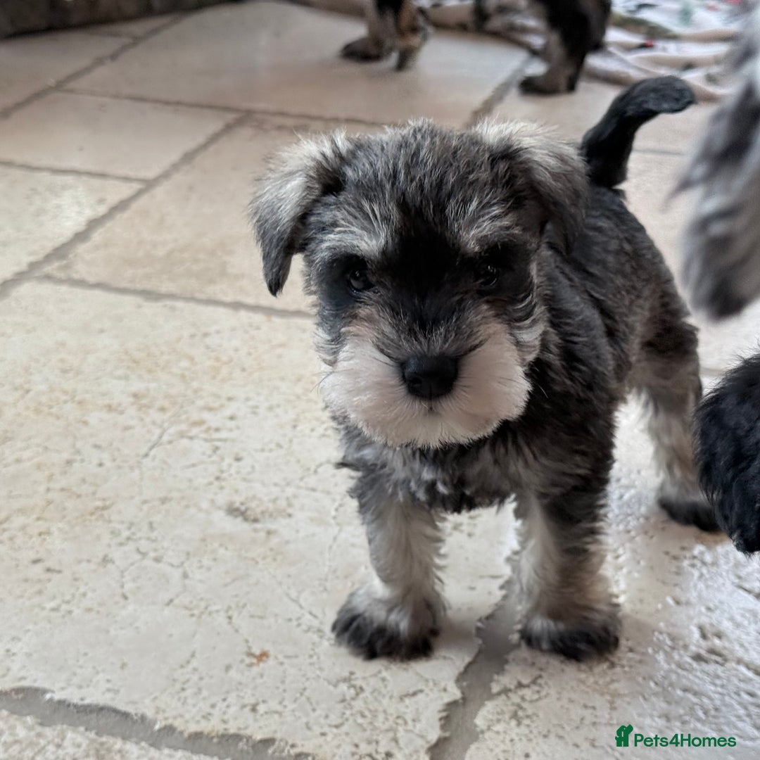Miniature Schnauzer dogs for sale: 🌟Adorable Miniature Schnauzers Puppys 🌟 - Advert 7