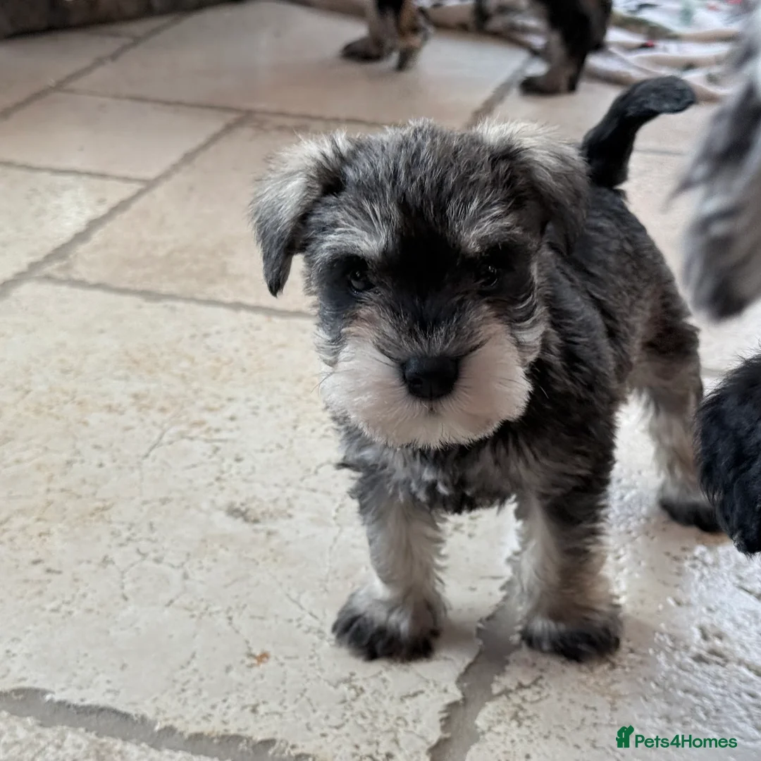 Miniature Schnauzer dogs for sale: 🌟Adorable Miniature Schnauzers Puppys 🌟 - Advert 7