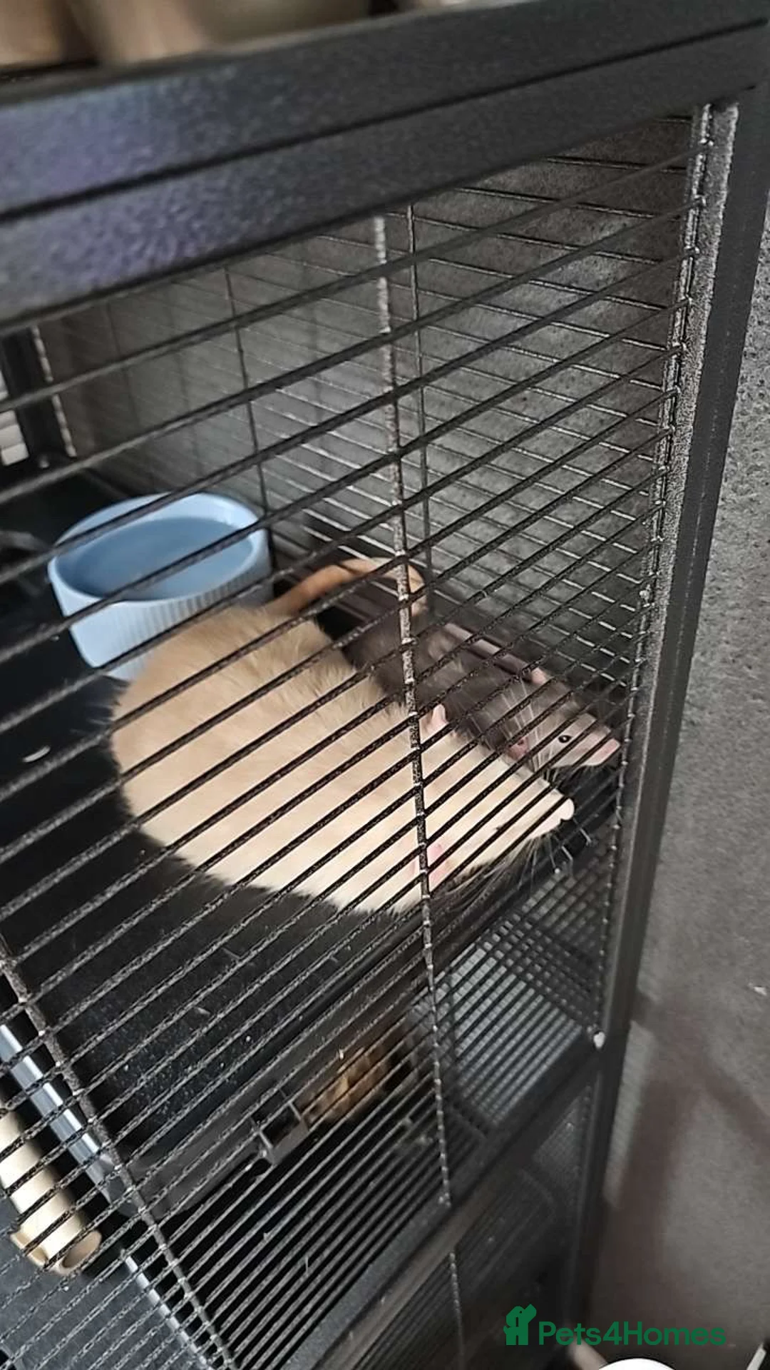 Rat rodents for sale: 2 male bonded rats  in Norwich - Advert 3