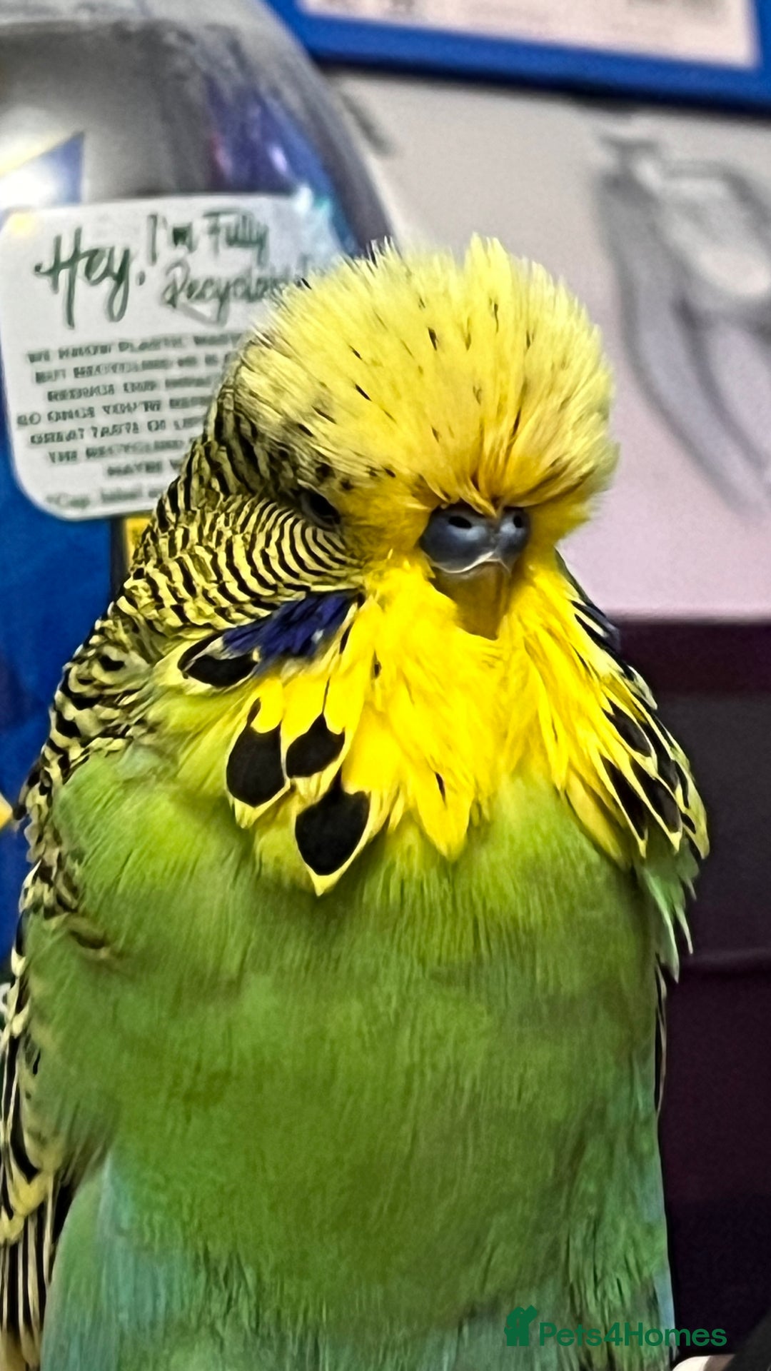 Budgerigars birds for sale: Male Exhibition budgie for sale - Advert 6
