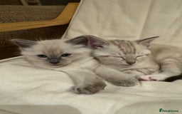 Ragdoll cats for sale: Adorable Ragdoll X Snow Bengal Kittens - Advert 5